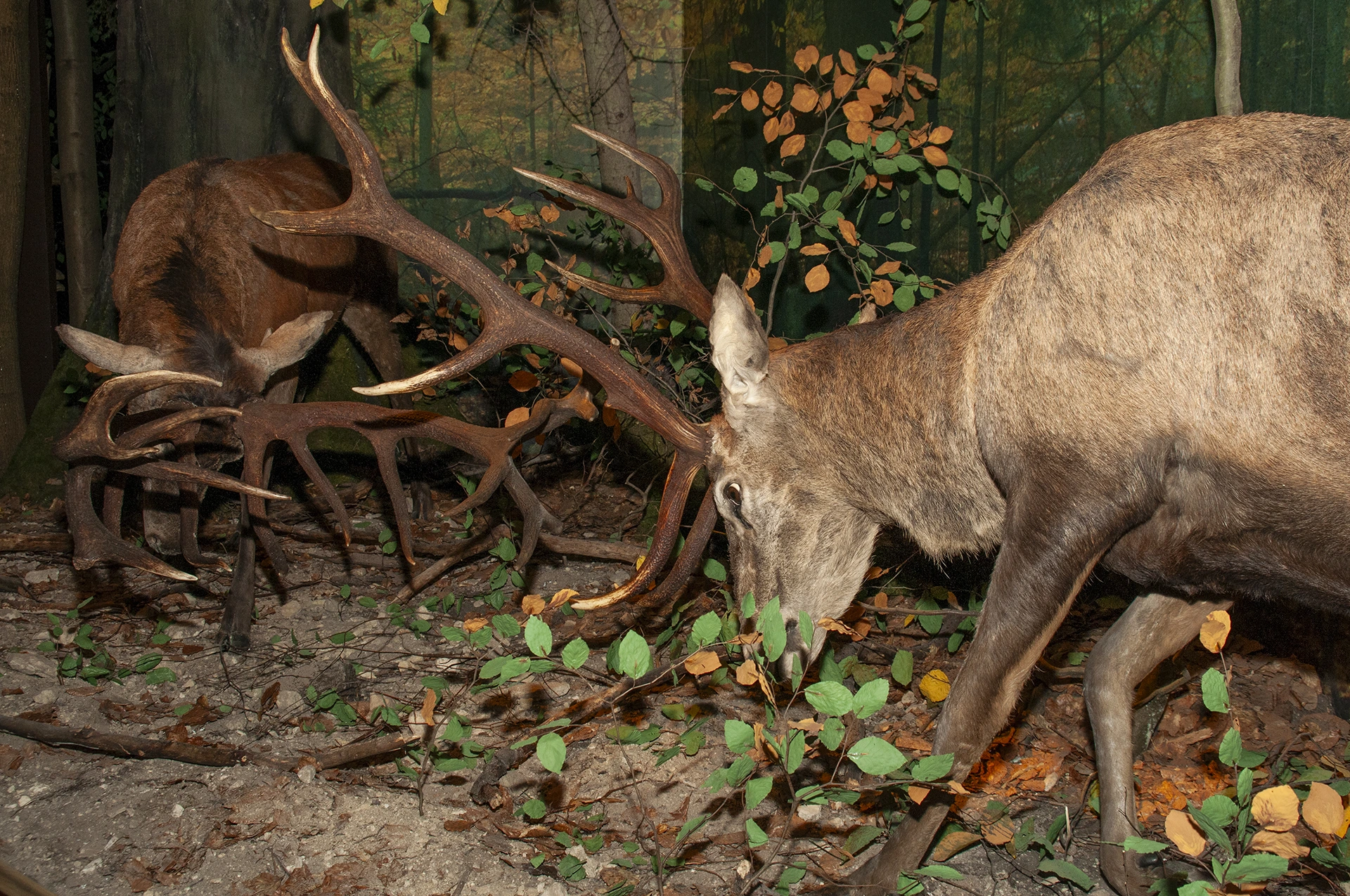Ośrodek Jodły, Buka i Tarpana